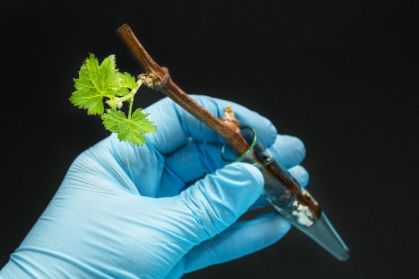 Le Parlement européen précise sa position sur les vignes NTG