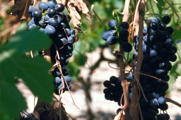 La canicule extrême de 2019 n’a pas eu raison de tous les cépages