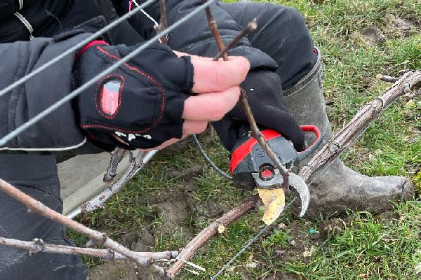'Je suis plus sereine', le système Contactless d'Infaco permet de tailler les vignes sans se couper