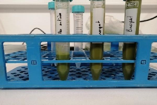 Le Potentiel Rédox du sol, un indicateur délicat à interpréter