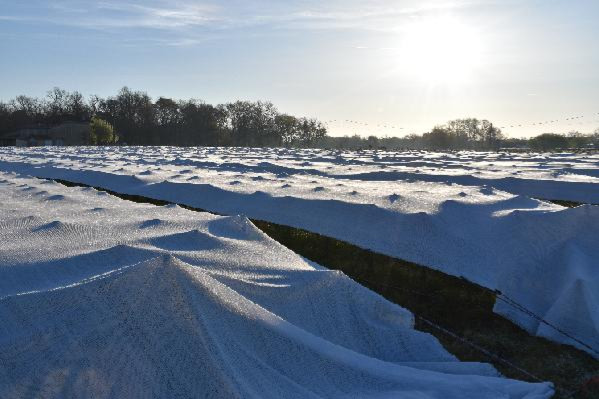 Trois nouveautés pour lutter contre le gel dans les vignes
