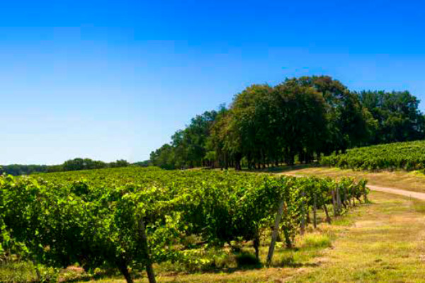 Les vignobles du Sud-Ouest en route vers la neutralité carbone