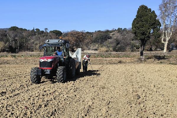 Privés d'eau, les pieds de vigne meurent dans les Pyrénées-Orientales
