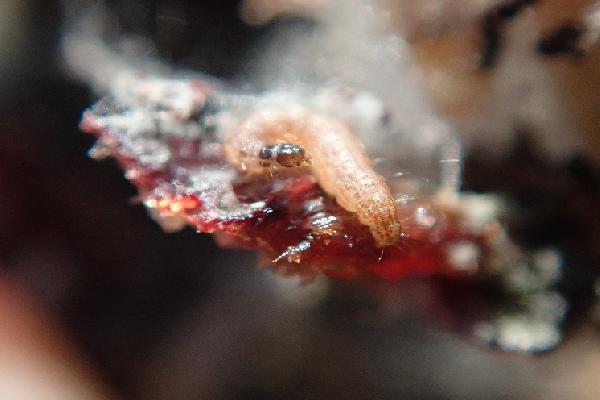 Cryptoblabes tisse sa toile dans les vignes du pourtour méditerranéen