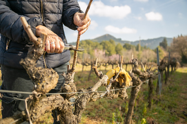 Certains vignobles touchent déjà le fonds d'urgence