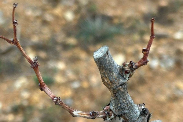 Comment tailler une vigne qui meurt de soif ?