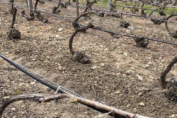 Tout savoir sur les câbles chauffants pour lutter contre le gel dans les vignes