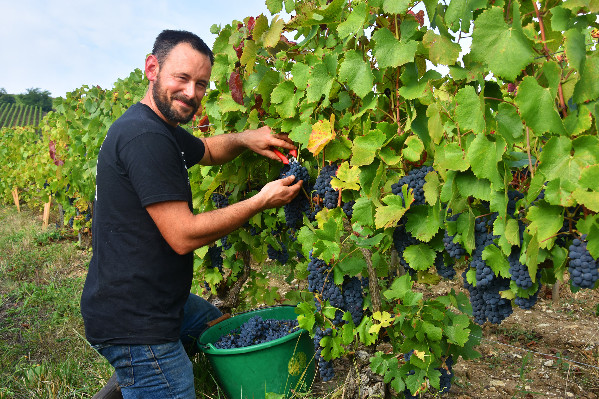 Le bio s’approche des 10 % des vignes de Champagne