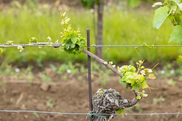 Une occasion 'unique' de tester de nouveaux moyens de lutte contre le dépérissement du vignoble