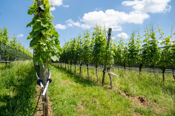 Le diagnostic hydrique d’une parcelle de vigne en quelques clics