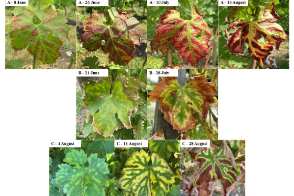 L'expression des symptômes d'esca modélisée