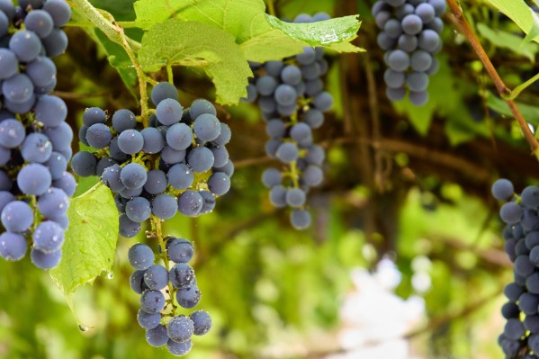 Les vignerons de la Vallée du Rhône n’aiment pas la syrah poivrée, les languedociens adorent