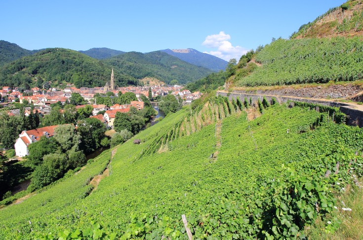 Parcelle commune de grand cru d’Alsace pour les vignerons Trapet, Deiss et Mack