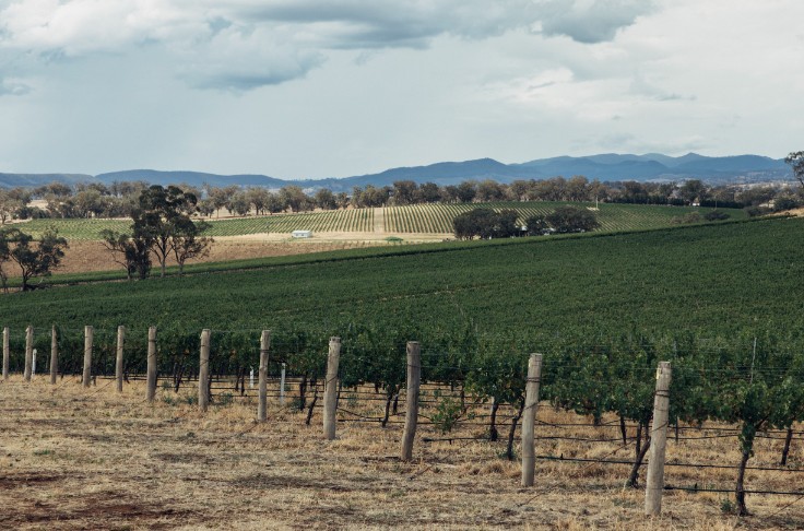Les vins australiens performent de nouveau en Chine sans dégonfler leurs surstocks