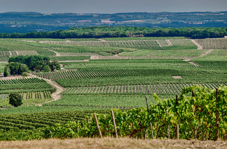 Cognac obtient l’arrachage sans perte de rendement du vignoble