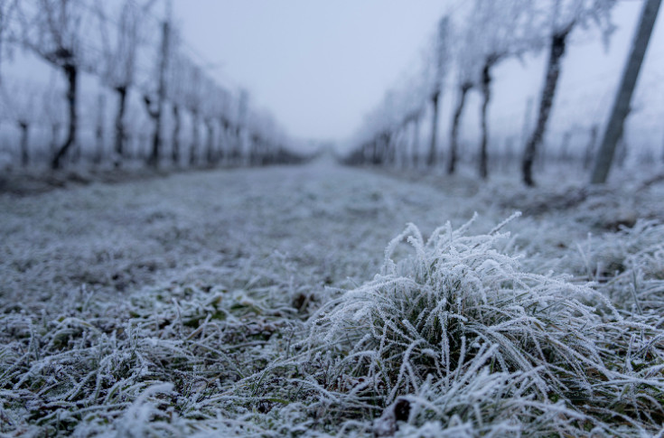 Une vague de froid bienvenue pour stabiliser les vins : 
