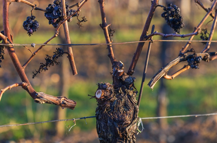 Quand tailler la vigne pour feinter le gel (sans grever ses rendements)