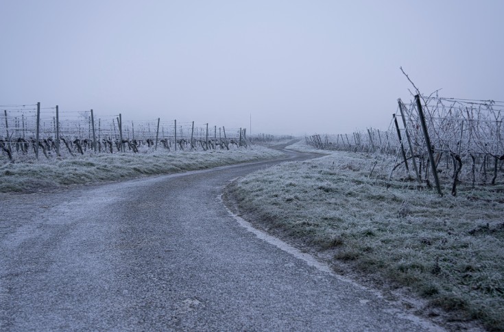 Pour ne pas geler, la vigne ne doit pas sortir trop couverte et enherbée