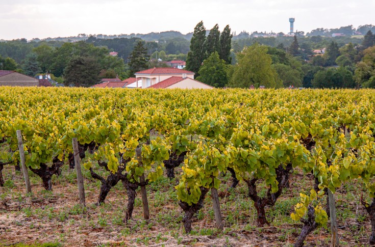 Un bond de 18 % des coûts de production viticole dans le Muscadet, de 26% en Anjou Saumur…