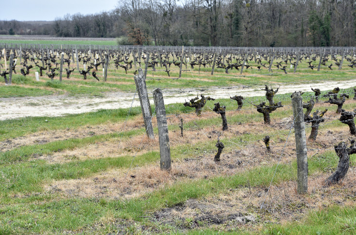 L'herbicide Pledge repêché par référé pour le vignoble