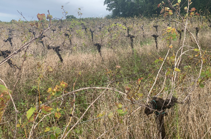 Vers la mise à l’amende des vignes en friche à 1 500 € avant la sanction à 150 000 €