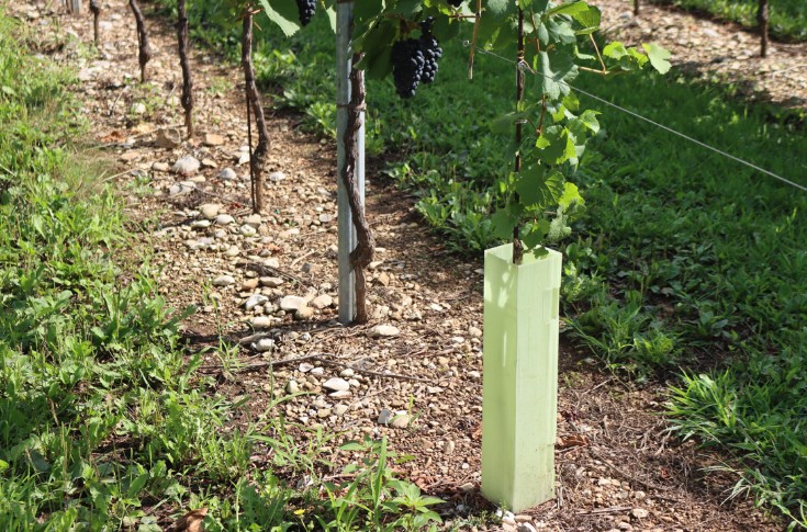 Pourquoi des complantations de vigne ratent quand d'autres réussissent