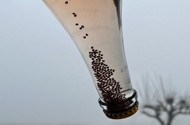 Des levures incluses dans des billes pour produire des vins effervescents sans investir