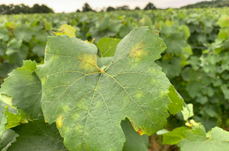 4 enjeux de la protection du vignoble en 2025