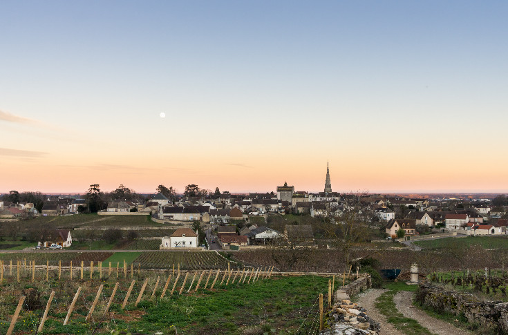 30 ceps taillés à mort chez le président des vignerons de Bourgogne