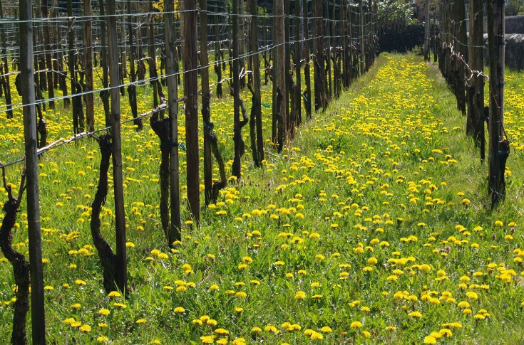 Première méta-analyse de l'impact du type de viticulture sur la biodiversité des sols