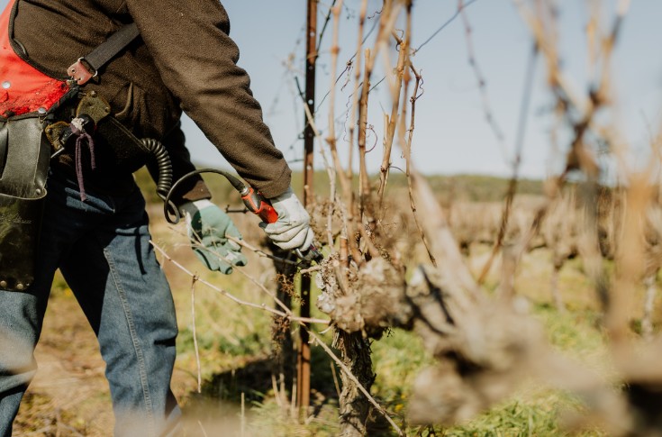 Les bienfaits de la taille respectueuse de la vigne scientifiquement validés