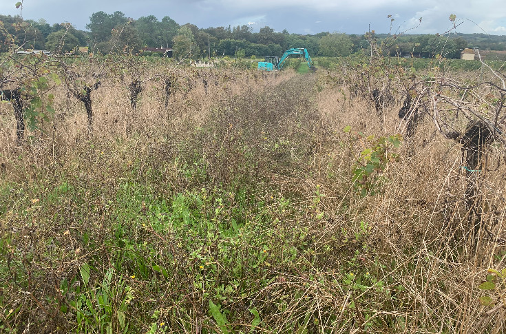 Une amende à 1 500 € des vignes en friche 