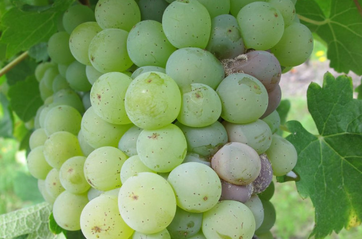 L’antibotrytis vigne Kenja désormais utilisable dès la fin de la floraison