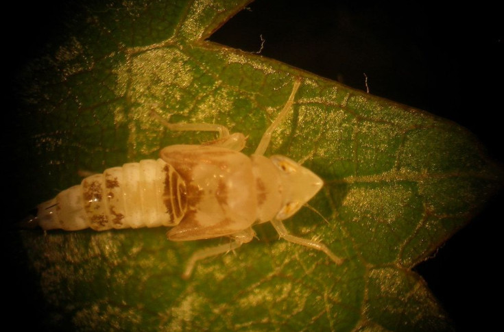 Comment bien user de Lumière contre la cicadelle de la flavescence dorée de la vigne