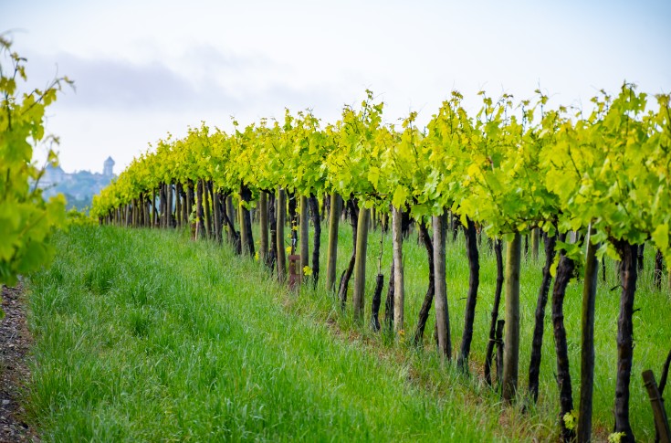 Moins de déficit hydrique dans les vignes en jouant sur l'écartement et l’enherbement