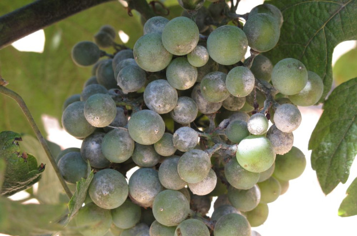 Tous les nouveaux biocontrôles pour protéger ses vignes en 2025