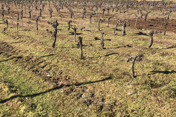 Un 49.3 et une exonération sur le foncier viticole à 75 % jusqu’à 20 millions €