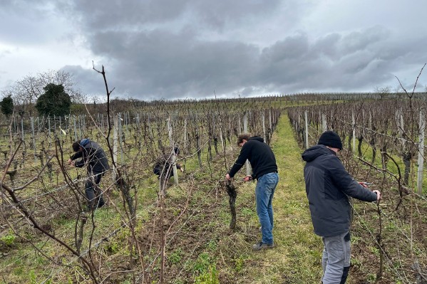 Les étudiants plus forts que les pros à la taille de la vigne