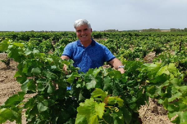 En Sardaigne, les vins blancs à base de vermentino déchirent