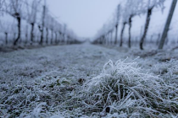 Une vague de froid bienvenue pour stabiliser les vins : 'j'espère faire des économies d'énergie'