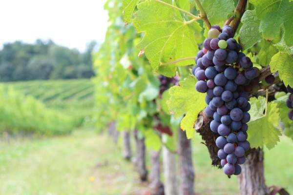 New cultivars are not just resistant to mildew and the climate, they also have winemaking potential