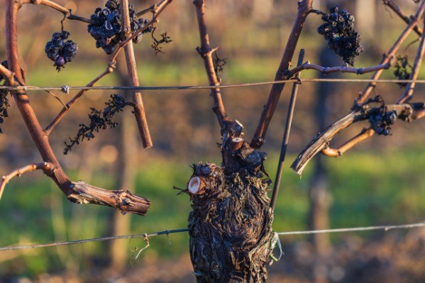 Quand tailler la vigne pour feinter le gel (sans grever ses rendements)