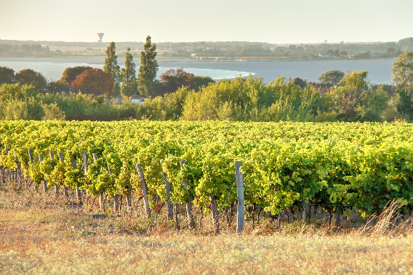 Le vin AOC Médoc blanc validé !