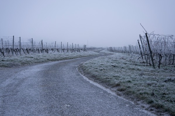 Pour ne pas geler, la vigne ne doit pas sortir trop couverte et enherbée