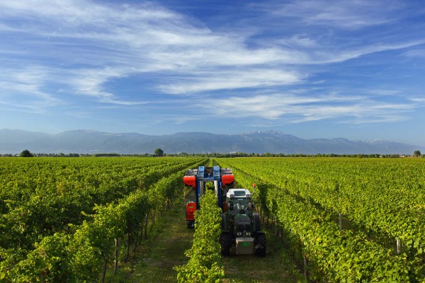 Champagne, Cava, Prosecco face à la crise du pouvoir d'achat