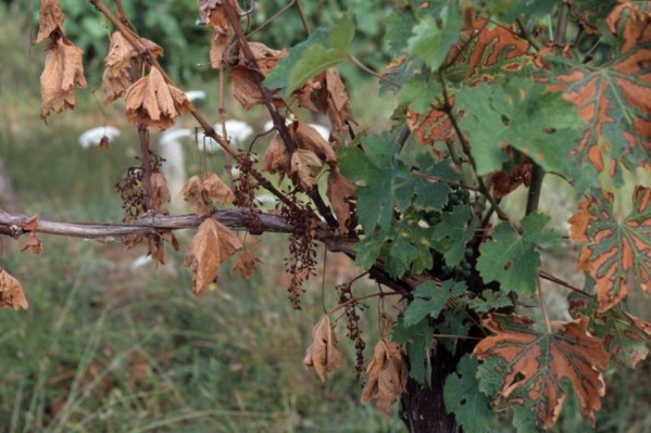Moins de vignes atteintes par les maladies du bois dans le Val de Loire