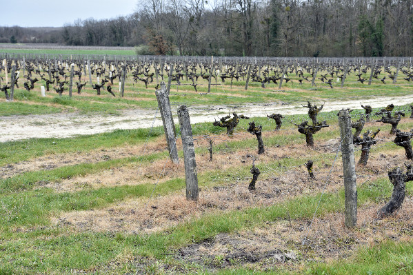 L'herbicide Pledge repêché par référé pour le vignoble