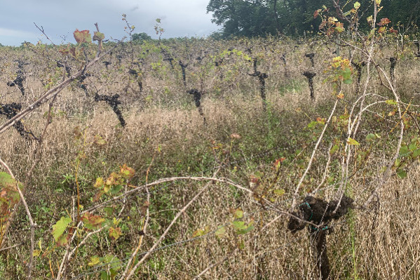 Vers la mise à l’amende des vignes en friche à 1 500 € avant la sanction à 150 000 €