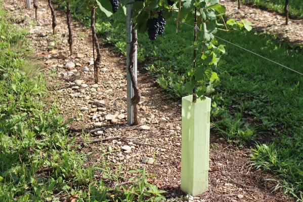 Pourquoi des complantations de vigne ratent quand d'autres réussissent
