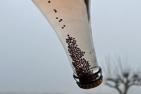 Des levures incluses dans des billes pour produire des vins effervescents sans investir